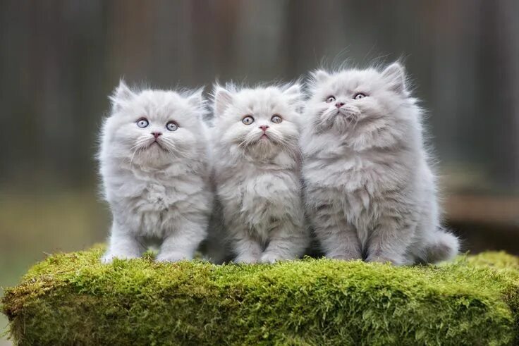 Пушистый котенок фото Adorable Persian Kittens Kittens, Cat breeds, Persian kittens