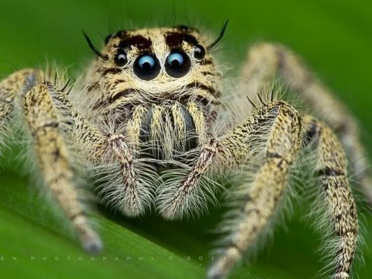 Пушистый паук фото Pin on JUMPING SPIDERS Jumping spider, Spider, Arachnids spiders