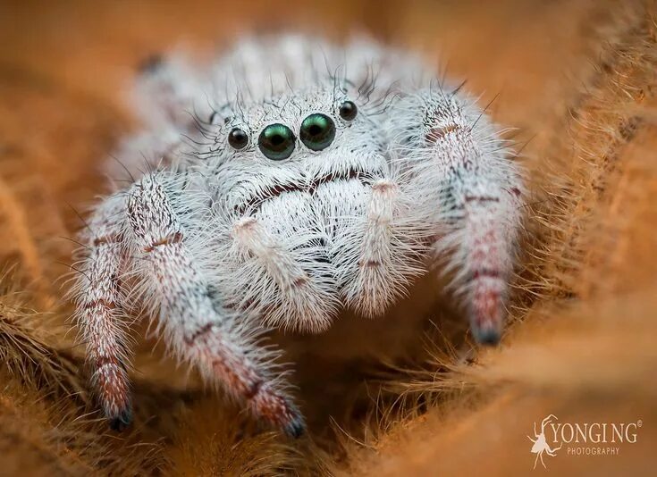 Пушистый паук фото The Lil Fluffy Yeti Spider