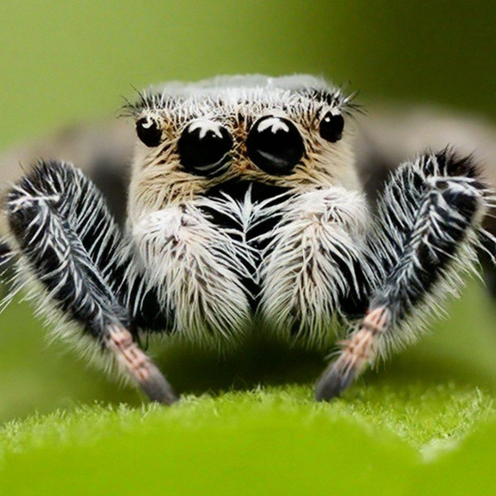 Пушистый паук фото "Fluffy spider pet" - image created in Shedevrum