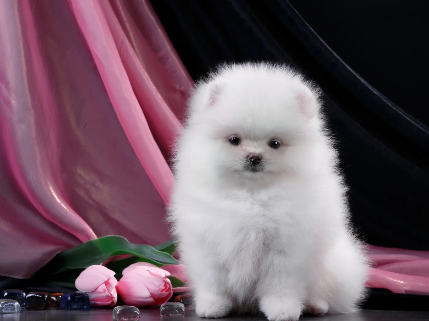 Пушистый щенок фото Download wallpaper white, fluffy, tulips, puppy, Spitz, section dog in resolutio