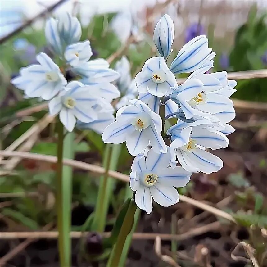 Пушкиния фото и описание посадка уход Пушкиния: виды, посадка и уход - Flowers.ua