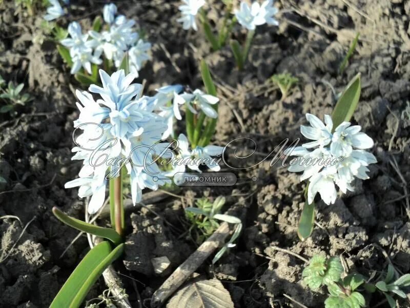 Пушкиния либанотика описание и фото посадка Пушкиния ливанская / Puschkinia libanotica - Луковичные - купить недорого эремур