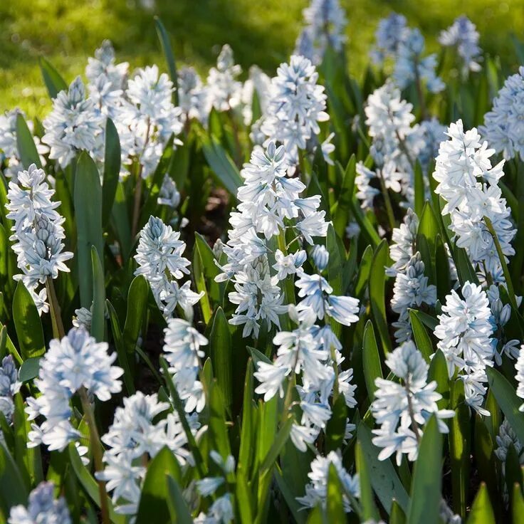 Пушкиния посадка и уход фото Puschkinia scilloides var. libanotica White flower farm, Flower garden, Garden y