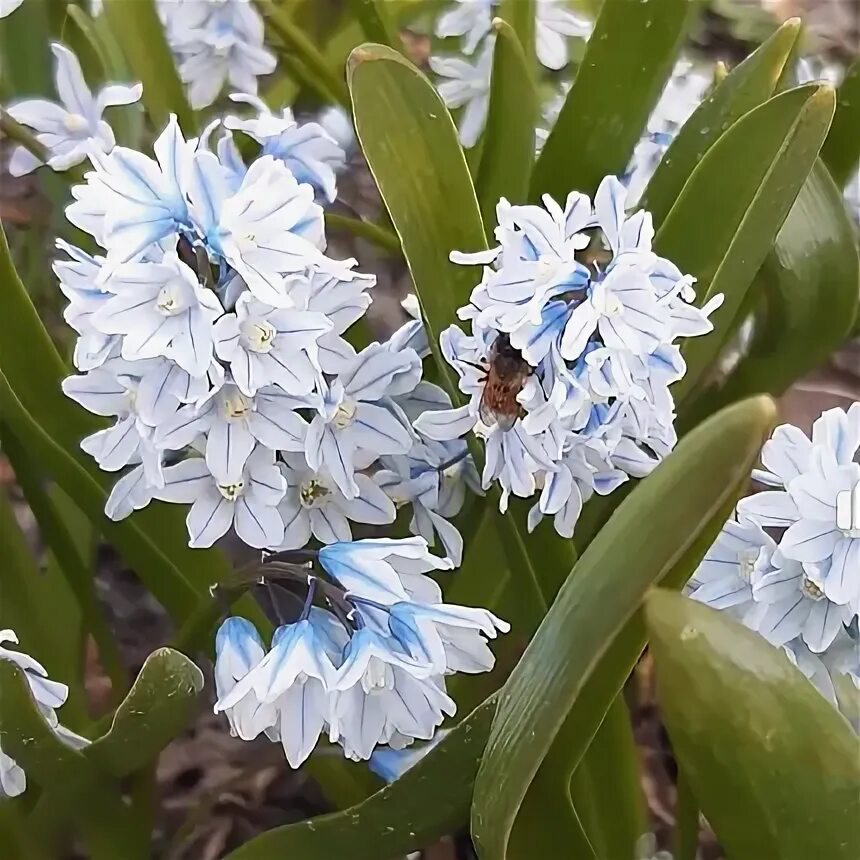 Пушкиния посадка и уход фото Пушкиния: виды, посадка и уход - Flowers.ua