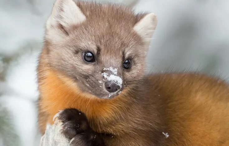 Пушной зверек тулы с фото Photo wallpaper muzzle, animal, Marten, Seledochka Животные, Обои, Картинки