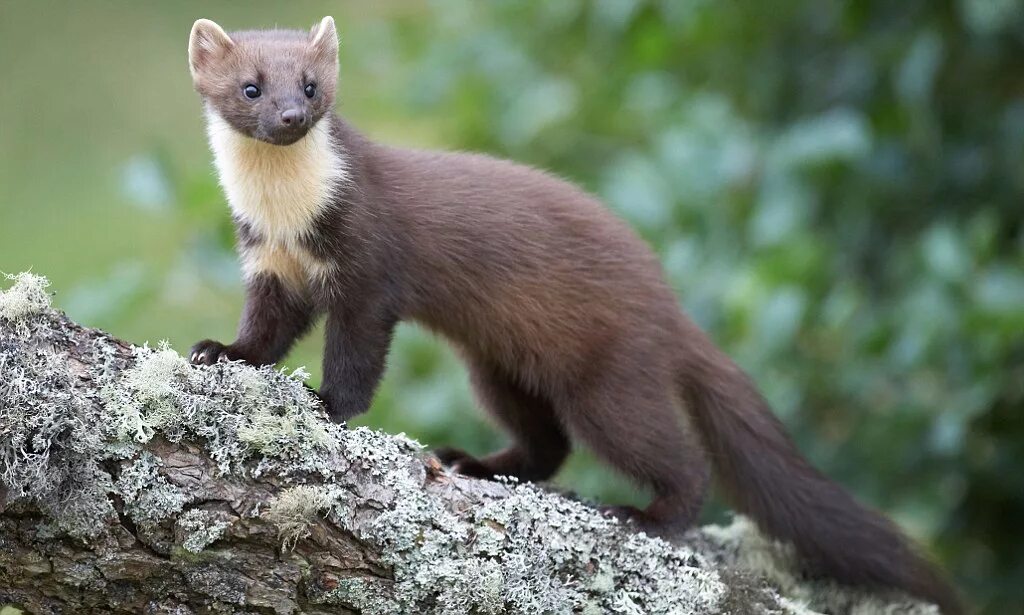 Пушной зверек тулы с фото Why are you carrying a weasel?' Man subjected to bizarre assault by attacker wit