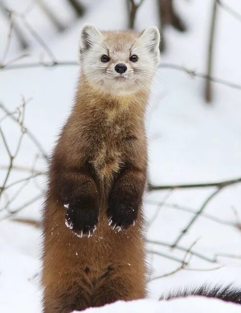 Пушной зверек тулы с фото ☀ Marten, Pine by david.beadle on Flickr* Cute animals, Animals, Baby animals