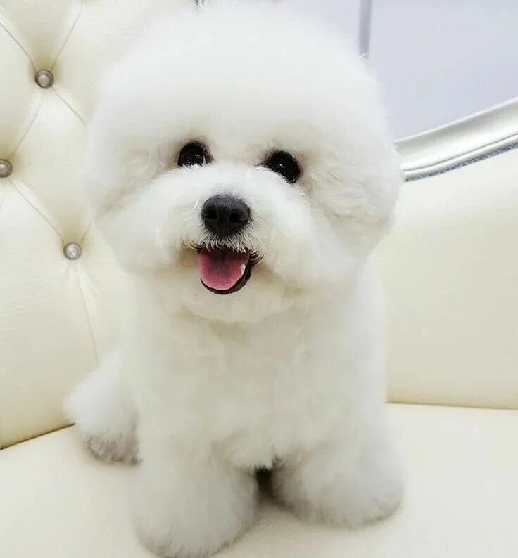 Пушон собака цена и фото щенки Instagram Bichon frise, Bichon, Bichon frise dogs