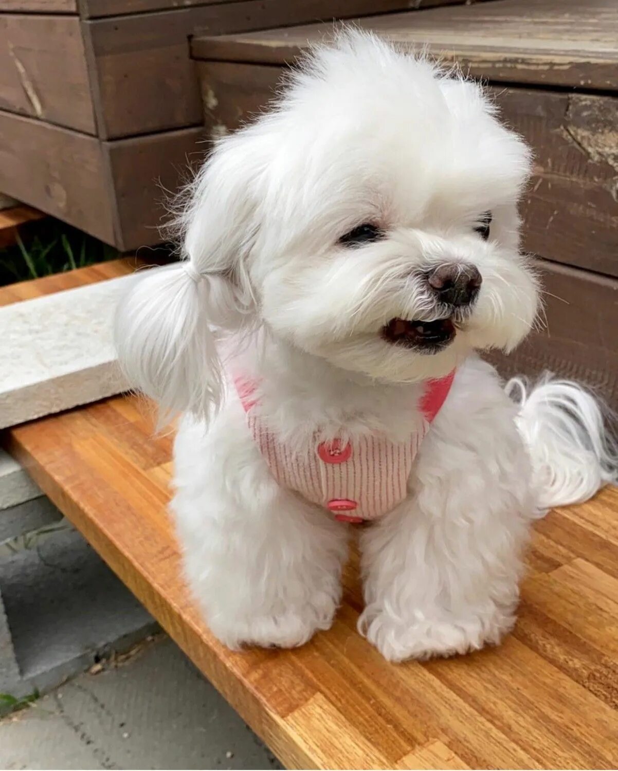 Пушон собака цена и фото щенки Bichon Frise Puppies For Sale Chicago, IL Bichon frise puppy, Bichon frise, Bich