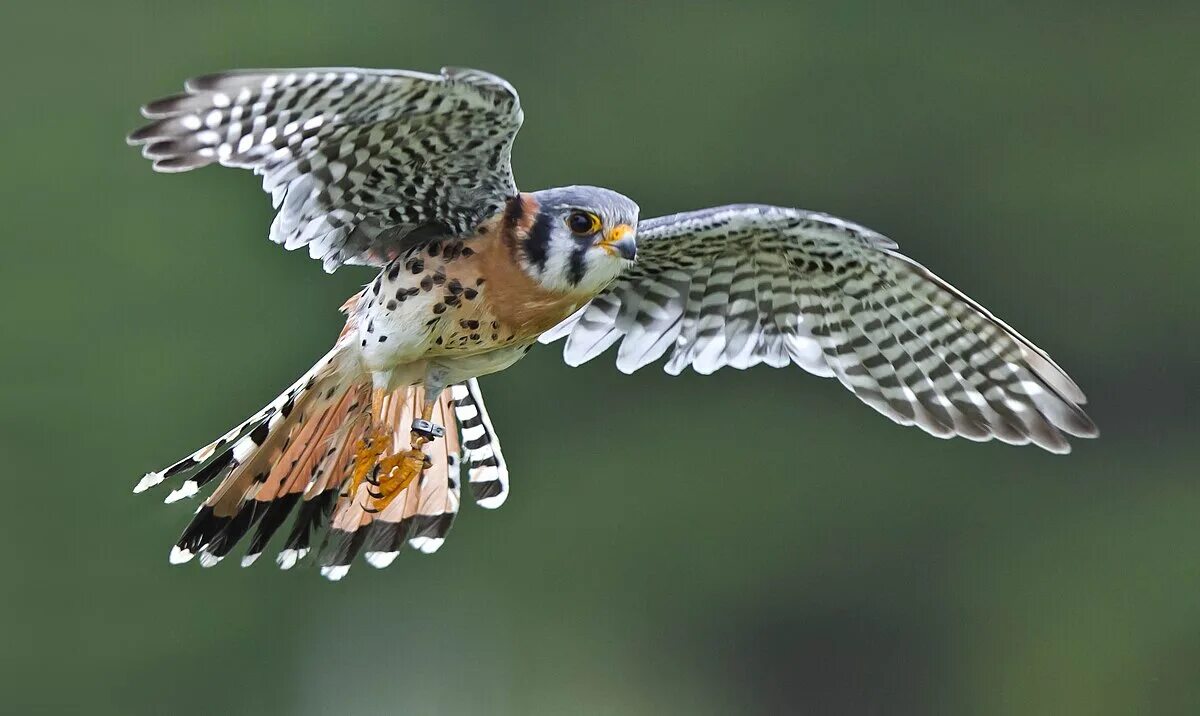 Пустельга в полете фото Файл:Falco sparverius -Canadian Raptor Conservancy, Canada -flying-8a.jpg - Вики