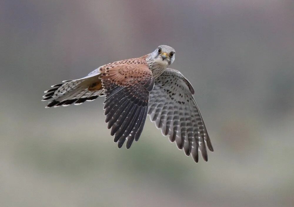 Пустельга в полете фото Photo of the Week: 27 March-2 April Kestrel, Photos of the week, Bird photo