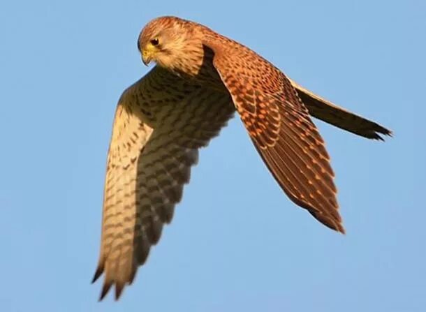 Пустельга в полете фото Discovery of mummified kestrel reveals evidence for falconry in ancient Egypt An