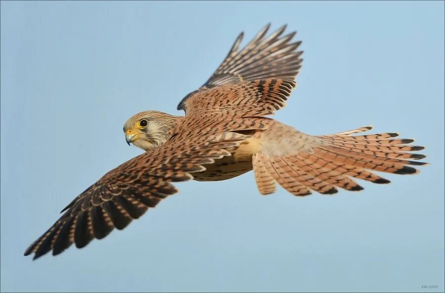 Пустельга в полете фото I can see you! World birds, Beautiful birds, Kestrel