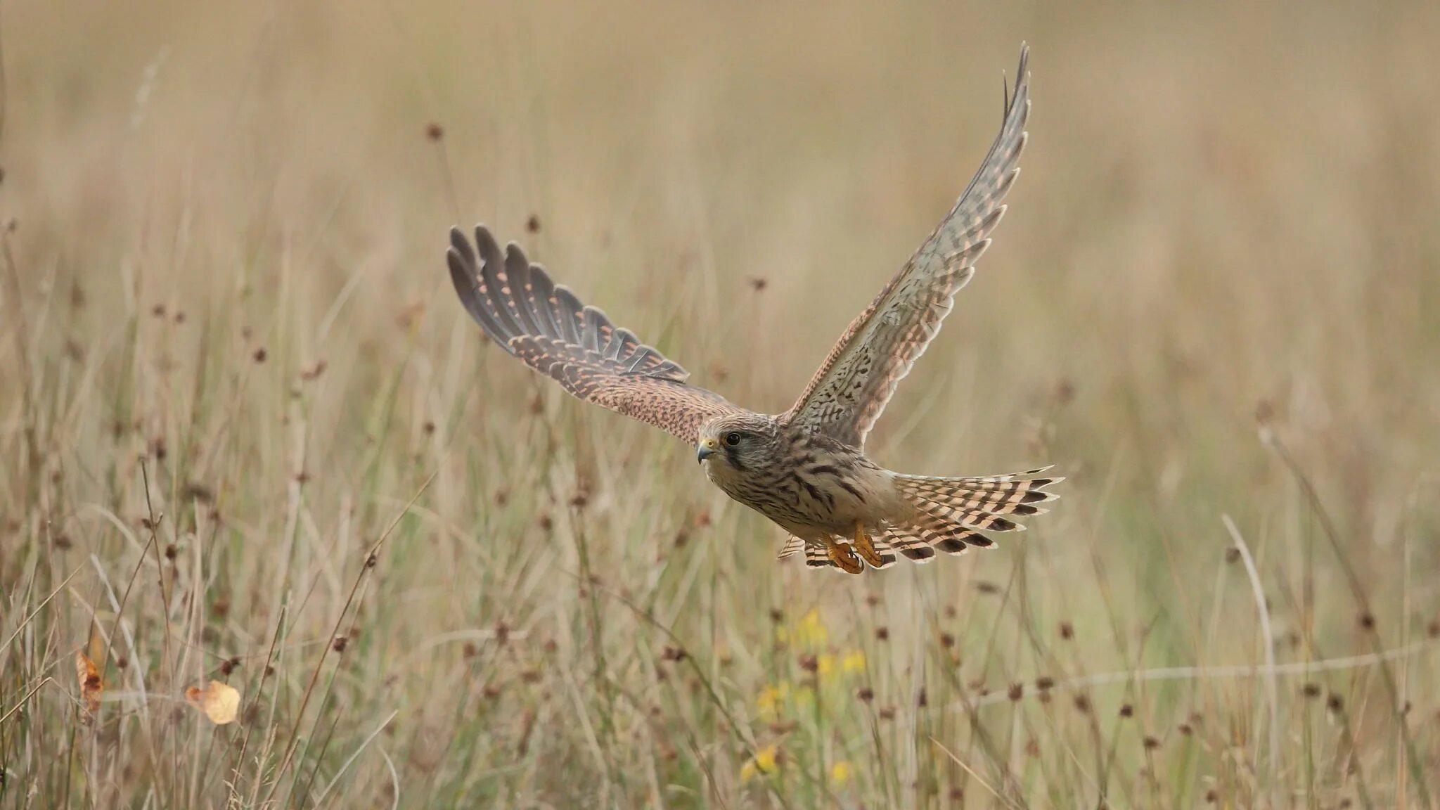 Пустельга в полете фото kestrel for mac 2048x1536 - Coolwallpapers.me!