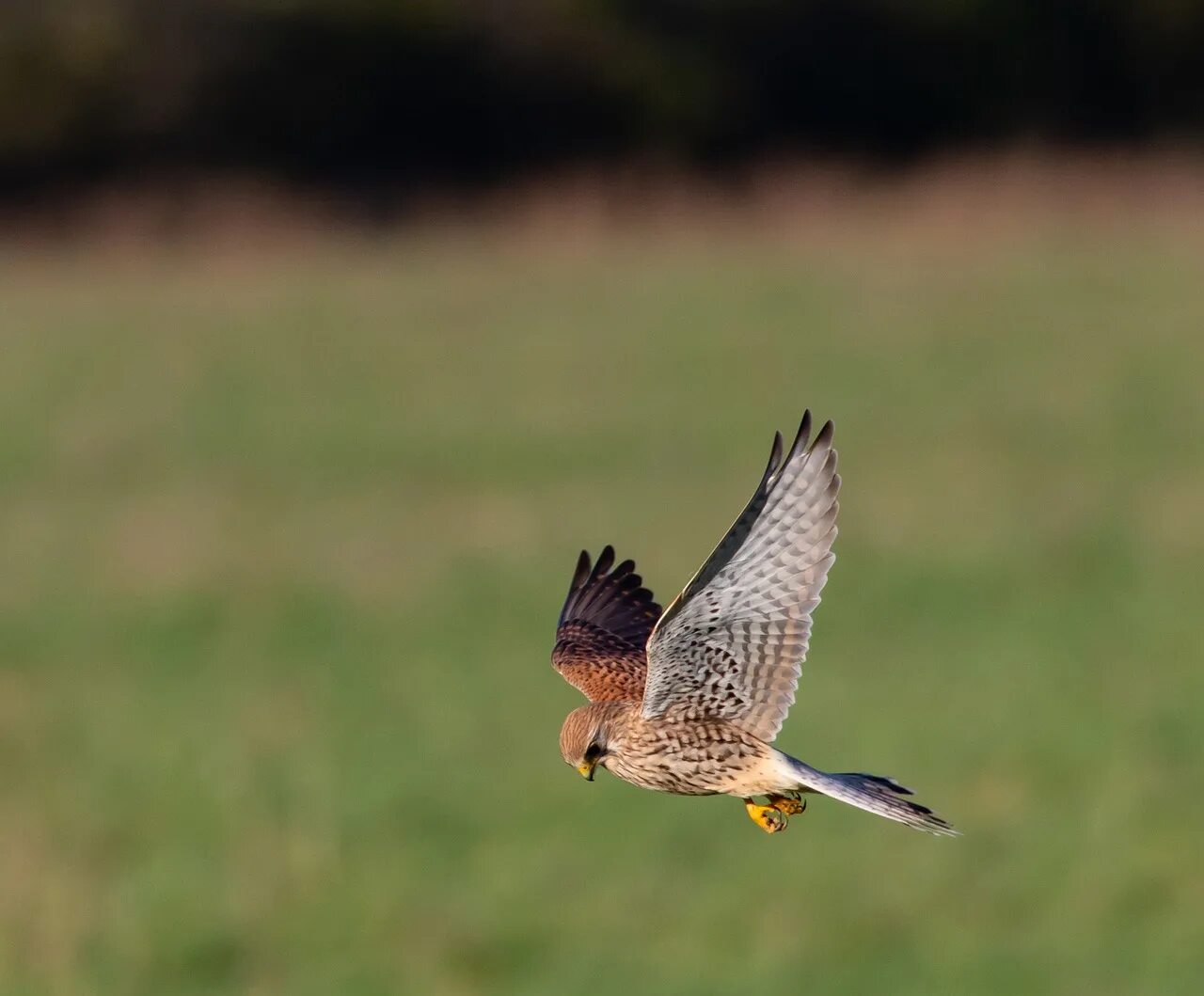 Пустельга в полете фото Kestrel - BirdLife Cyprus