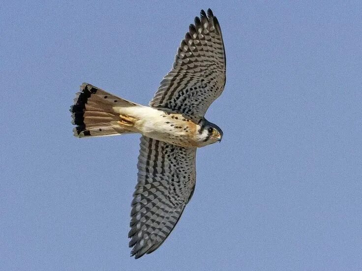 Пустельга в полете фото American Kestrel Photos and Videos for, All About Birds, Cornell Lab of Ornithol