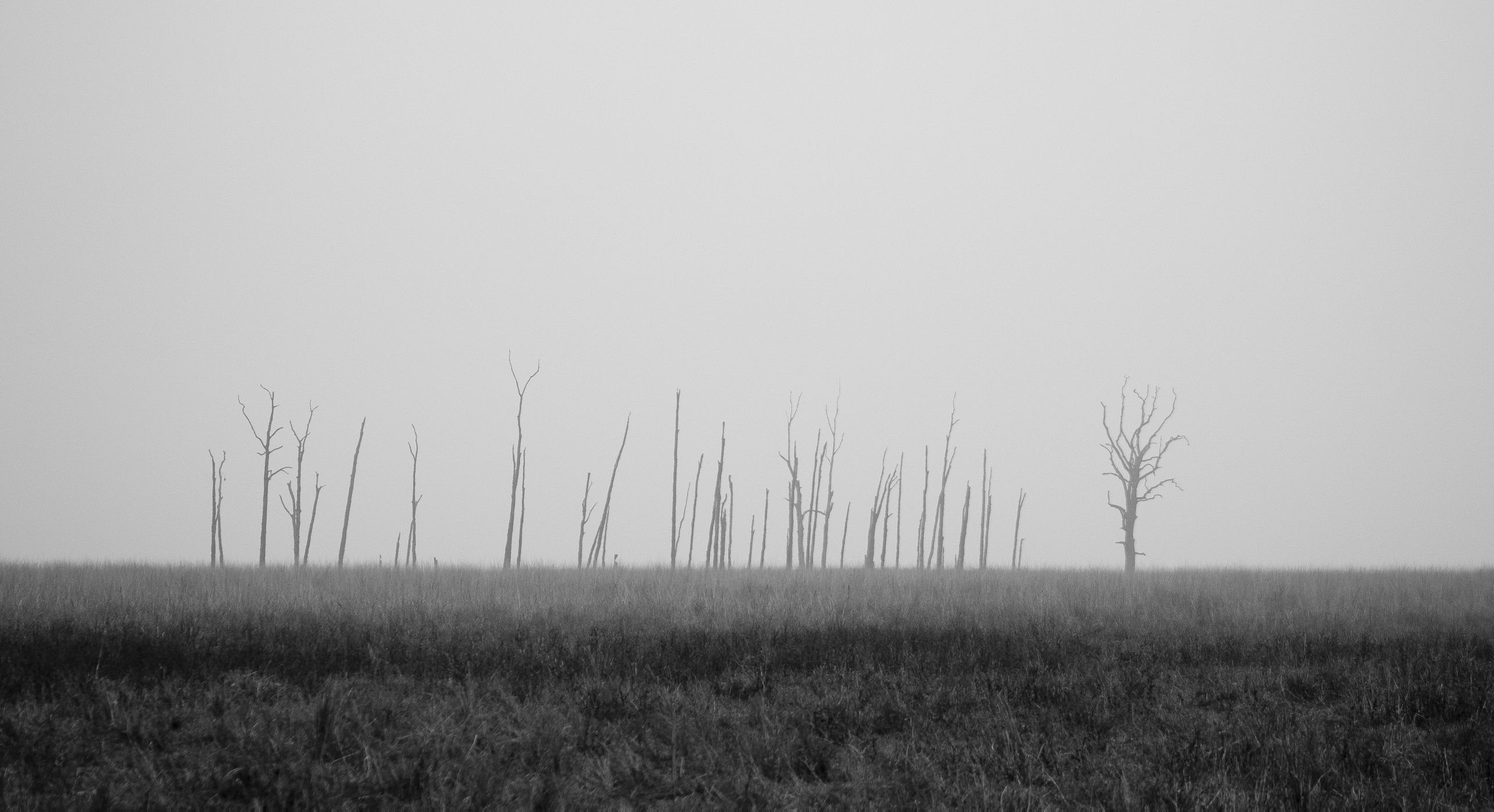 Пустое поле фото Photo by Abhay Vyas Unsplash Photo, Jim corbett national park, High resolution p