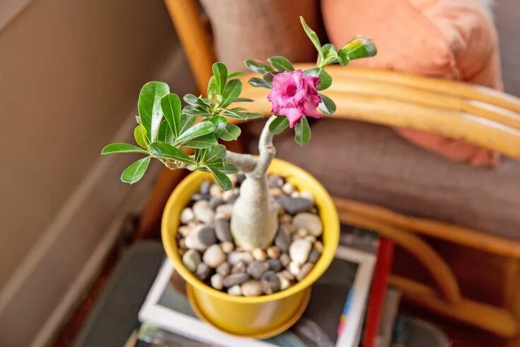 Пустынная роза фото уход в домашних Follow This Easy Guide to Grow Beautiful Desert Rose Plants Desert rose plant, D