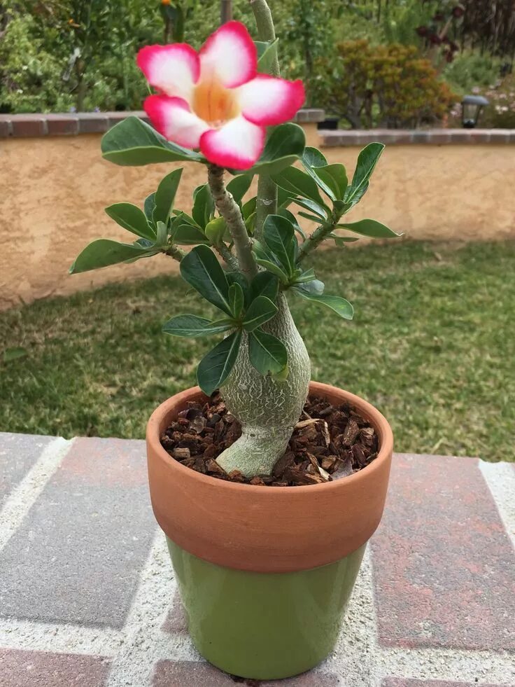 Пустынная роза фото уход в домашних Adenium Obesum "Picotee" Desert Rose Planting flowers, Adenium, Garden plants