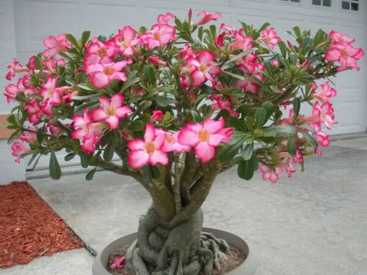 Пустынная роза фото уход в домашних Adenium obesum (Desert Rose) - World of Succulents Rose seeds, Desert rose plant