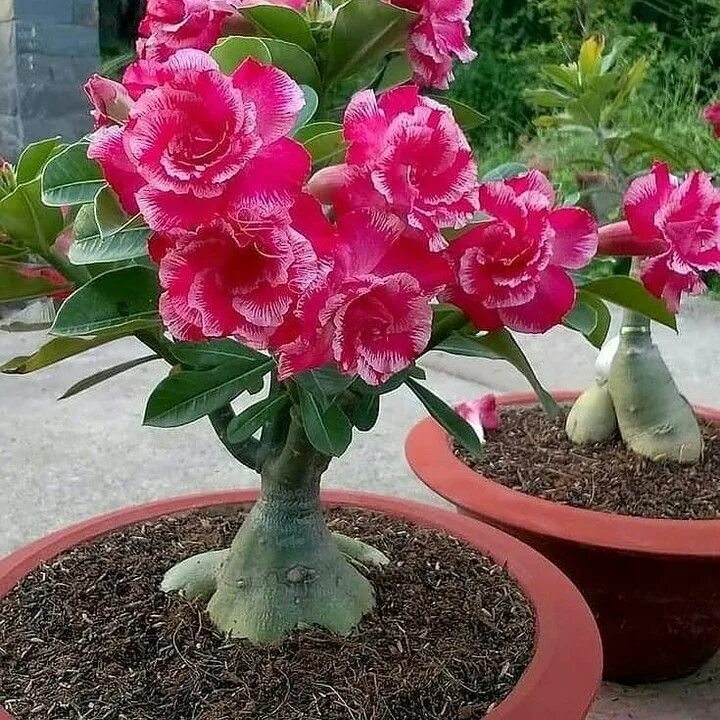 Пустынная роза фото уход в домашних New The 10 Best Home Decor (with Pictures) - adenium. . . #adenium #adeniumobesu