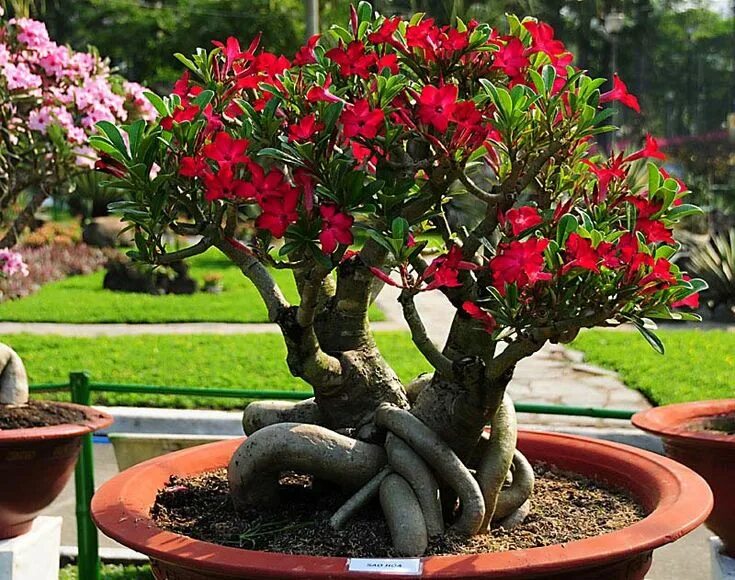 Пустынная роза фото уход в домашних Pin on ATRACCIÓN ADENIUM Desert rose plant, Adenium, Bonsai flower