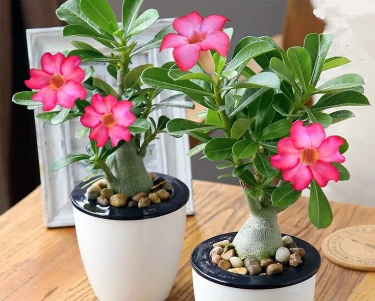 Пустынная роза фото уход в домашних Desert Rose (Adenium Obesum) Plant Care Guide Desert rose plant, Chinese money t