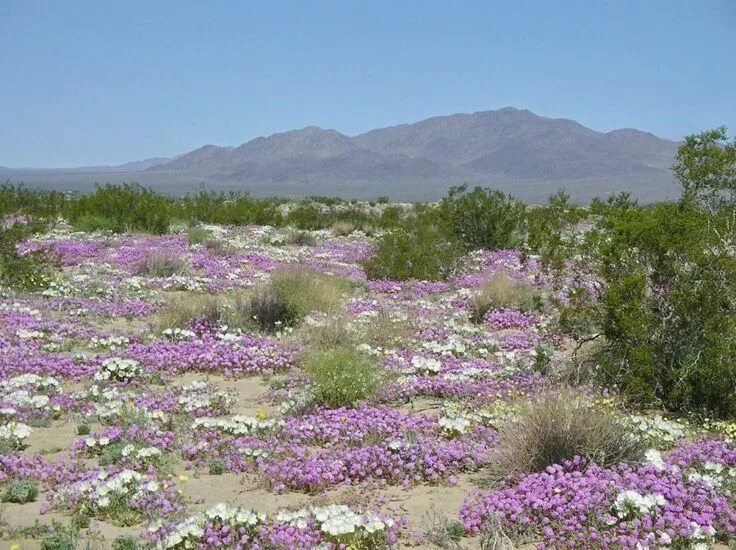 Пустыня цветет фото 22 fenómenos naturales de nuestra tierra que parecen de ciencia ficción Desert f