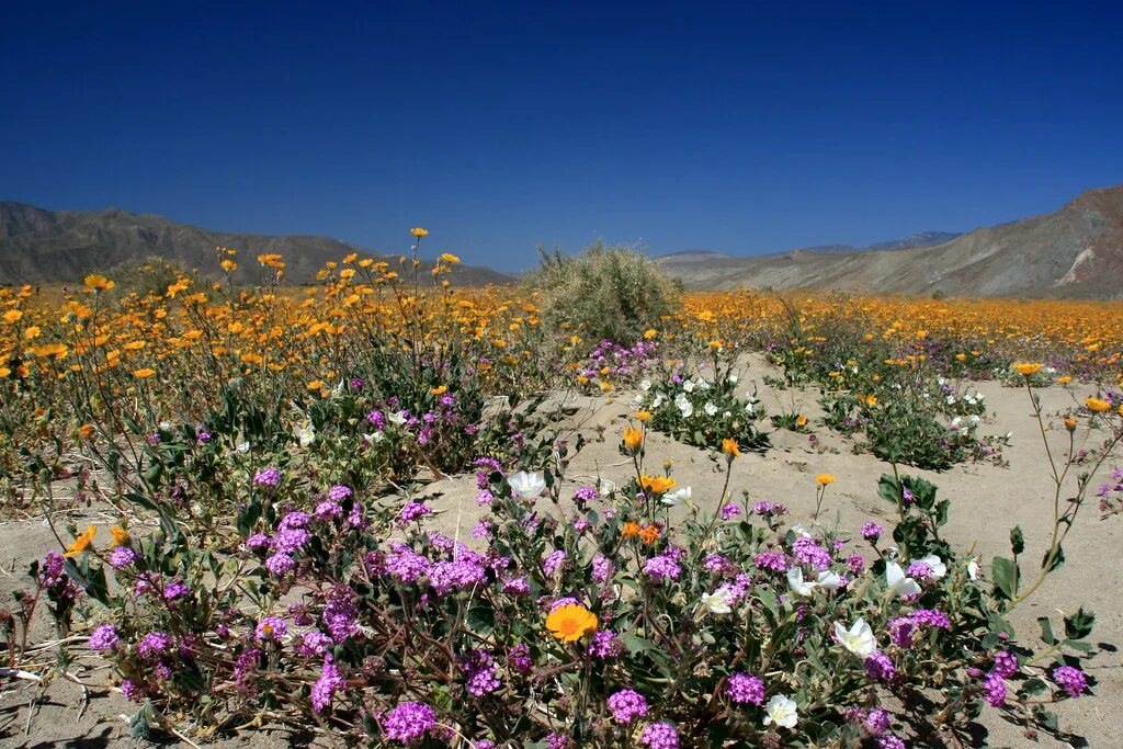 Пустыня цветет фото Wildflowers in Anza-Borrego Desert State Park The desert r. Flickr