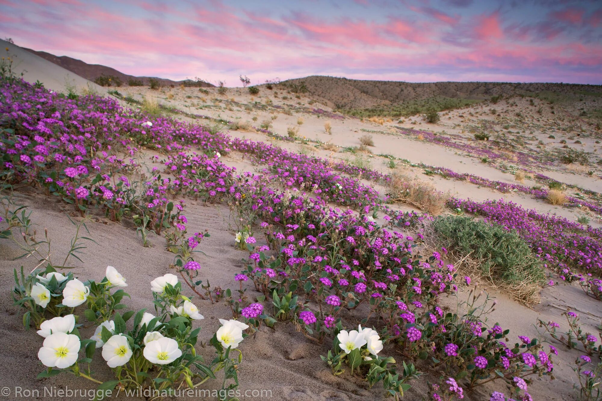 Пустыня цветет фото Anza-Borrego Wildflowers Anza Borrego Desert State Park, California. Photos by R