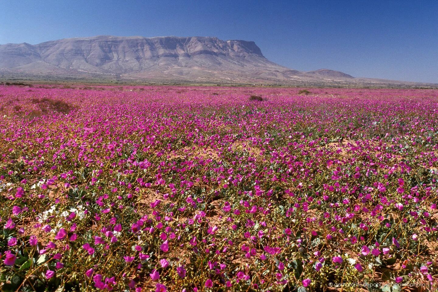 Пустыня цветет фото Atacama desert in Bloom Desierto de atacama, Flores hermosas del mundo, Desierto