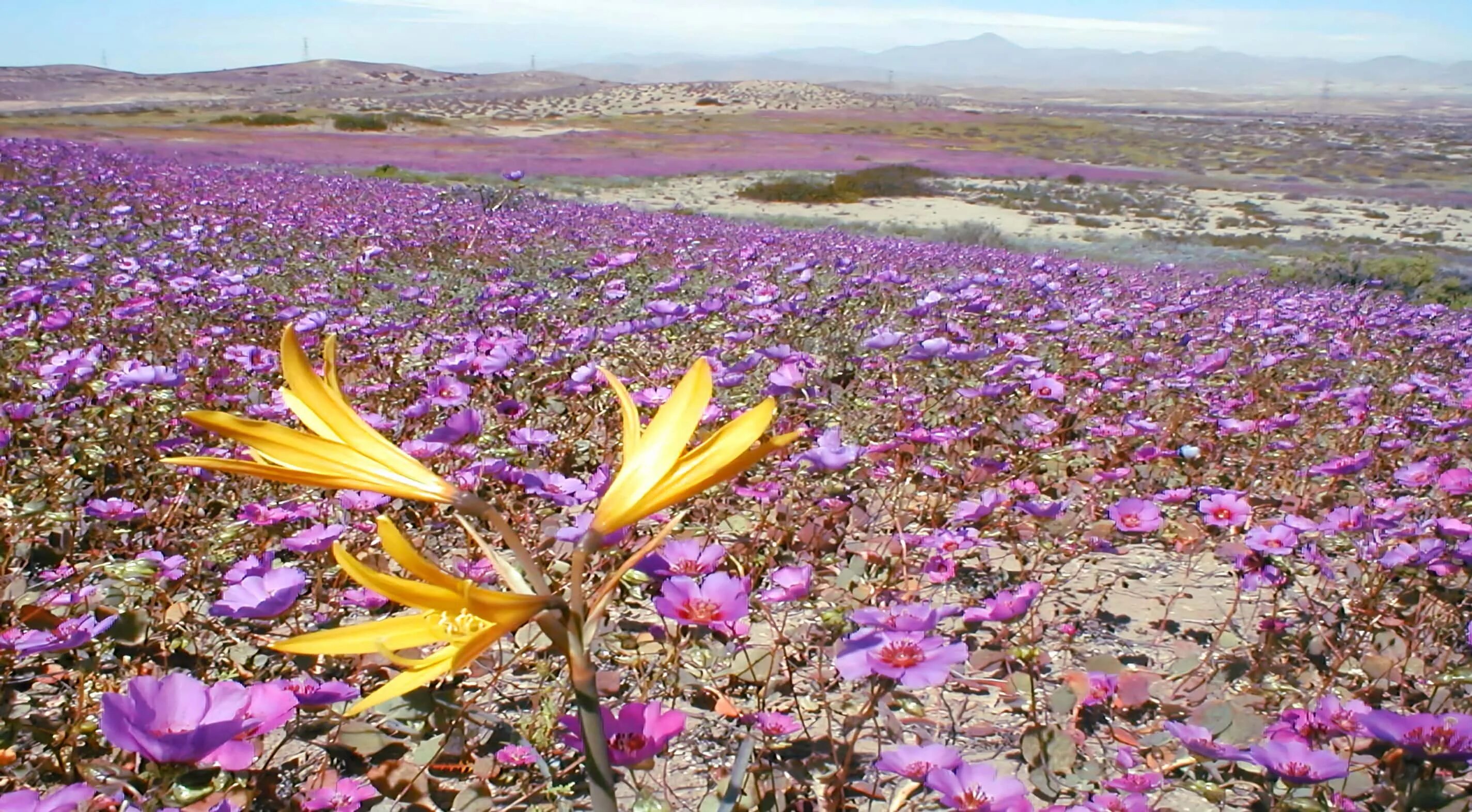 Пустыня цветет фото World Deserts Archives - Surf The Sand