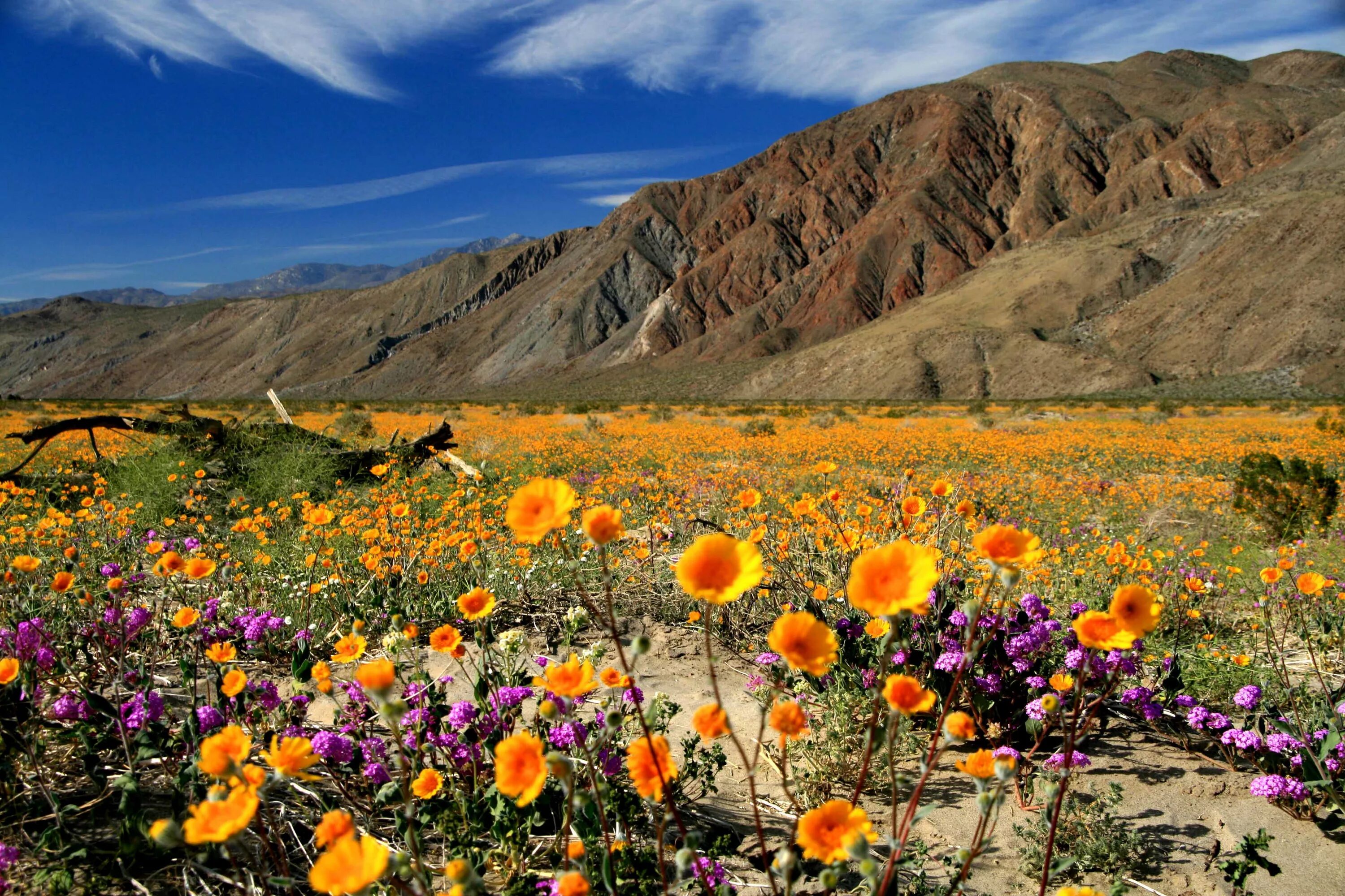 Пустыня цветет фото Wild about Wildflowers in San Diego's East County!