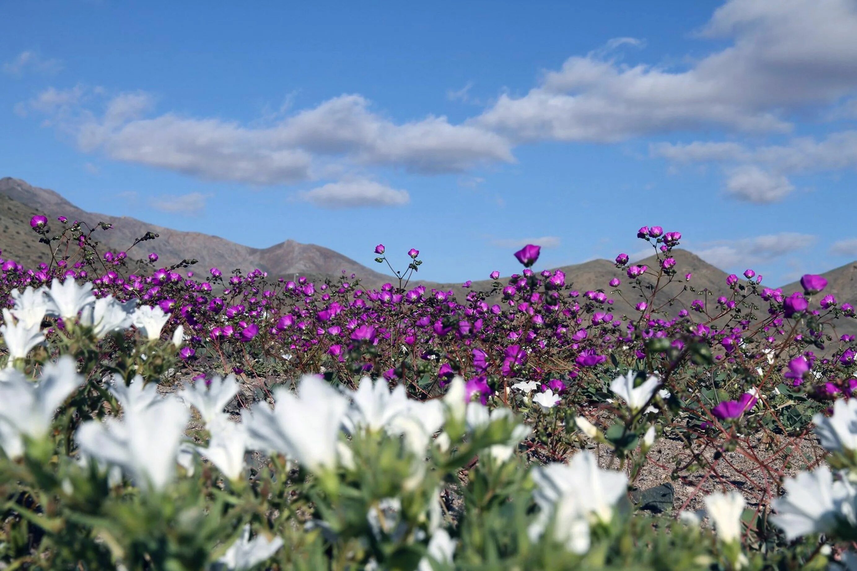 Пустыня в цвету фото Flowers bloom in the Atacama desert - in pictures Landscape photos, California w