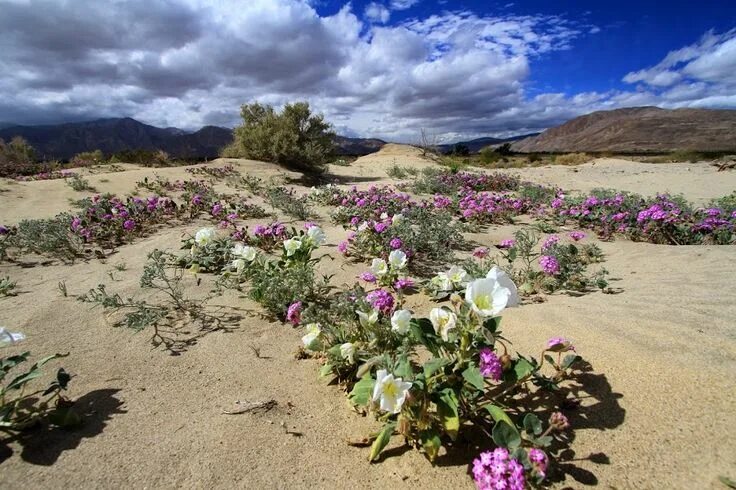 Пустыня в цвету фото Цветущая пустыня Natural landmarks, Travel, Nature