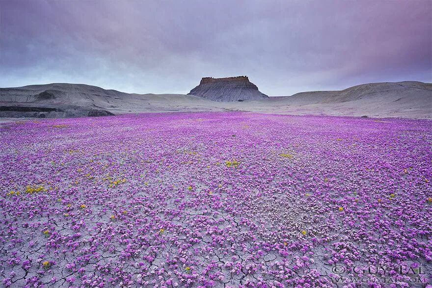 Пустыня в цвету фото When Conditions Are Right, These Utah Deserts Explode With Colourful Flowers (Bo