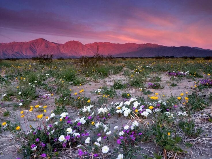 Пустыня в цвету фото Spring Wildflowers and Sunrise Alpenglow on Santa Rosa Mountains, Anza Borrego D