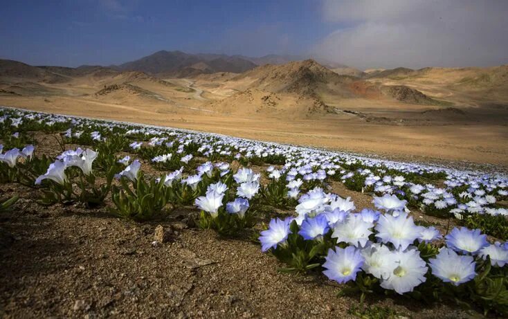 Пустыня в цвету фото El milagro del Desierto Florido Emol Fotos Desierto de atacama, Paisajes, Flores