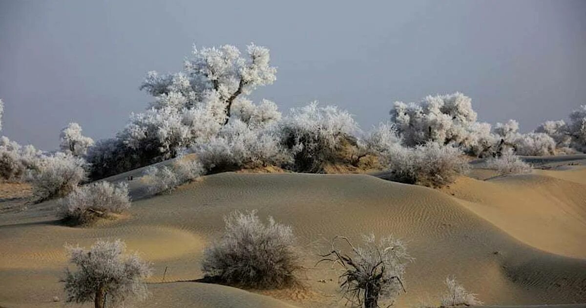 Пустыня зимой фото Фото дня: волшебница-зима добралась и до пустыни