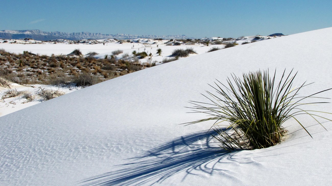 Пустыня зимой фото Hiking Dune Life Nature Trail (U.S. National Park Service)