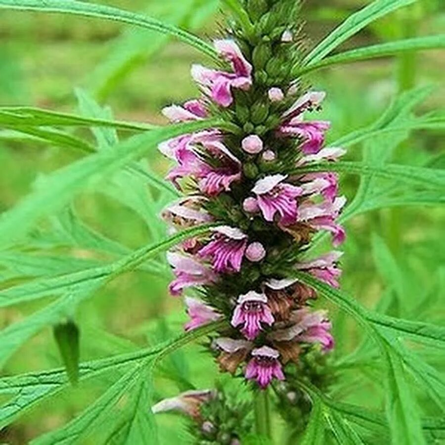 Leonurus quinquelobatus - Image of an specimen - Plantarium