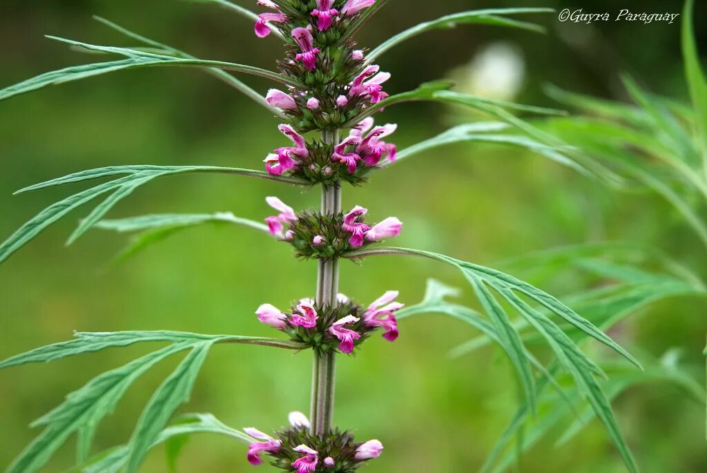 Пустырник цветок как выглядит Leonurus sibiricus Labiada introducida (Fam. Lamiaceae) Au. Flickr