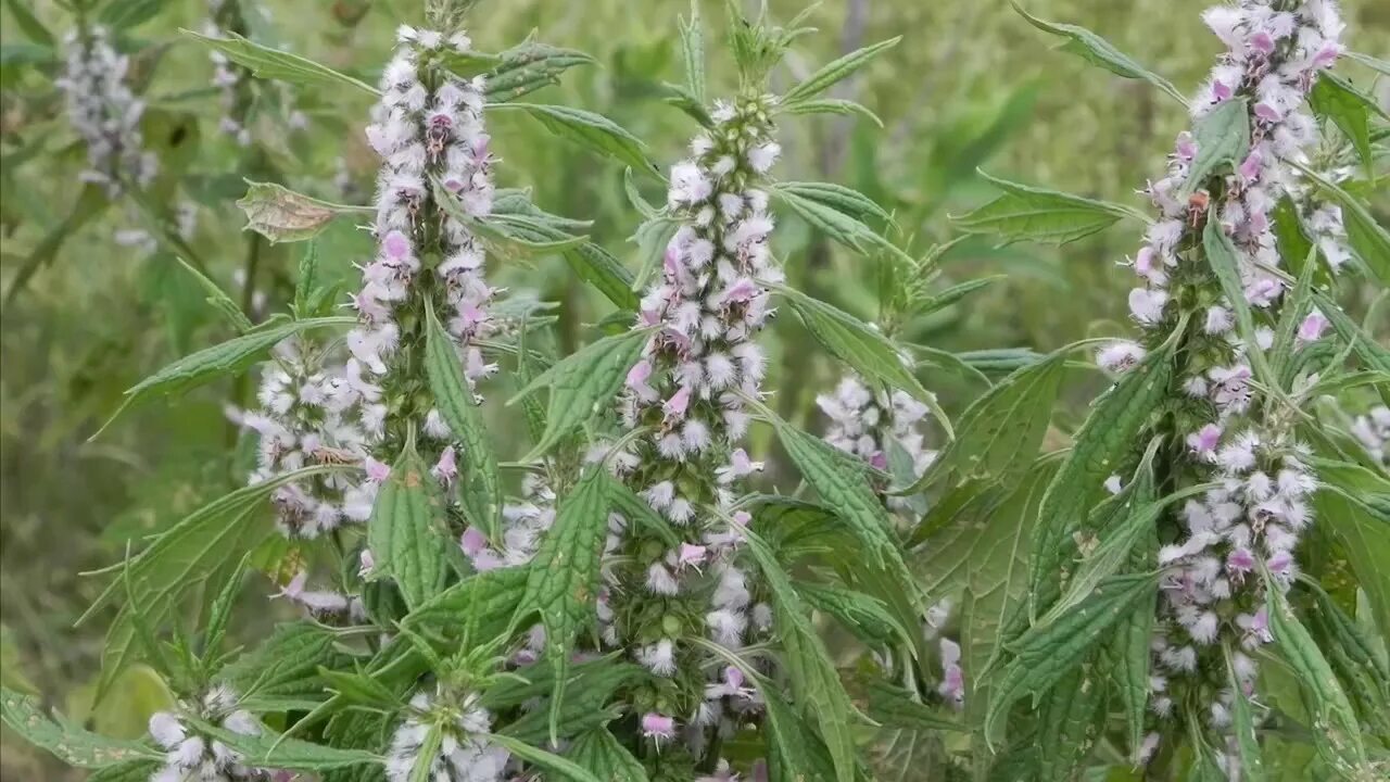 Пустырник цветок как выглядит Amazing Herbs - Motherwort - YouTube