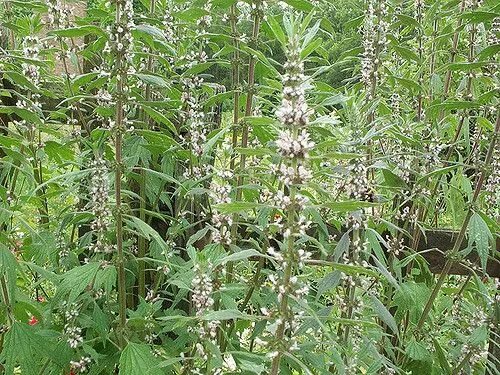 Пустырник трава фото Motherwort - An Amazing Herb, Especially for Women Invasive plants, Plants, Herb