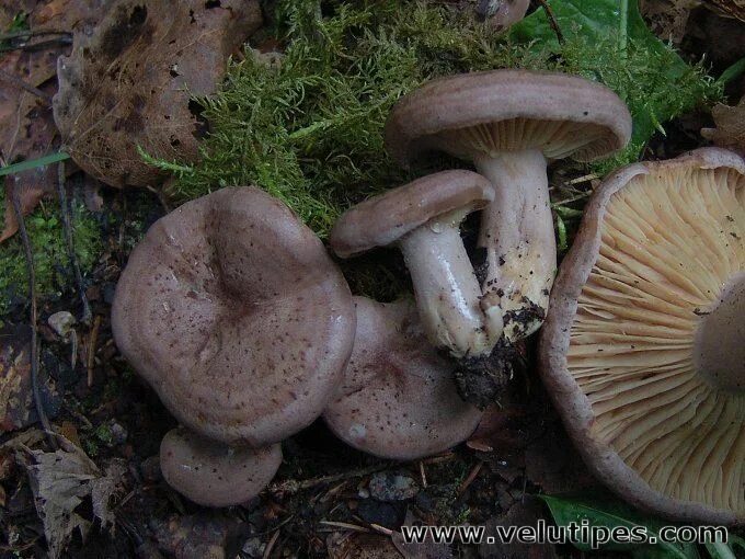 Путики гриб как выглядит Lactarius flexuosus - Alchetron, The Free Social Encyclopedia