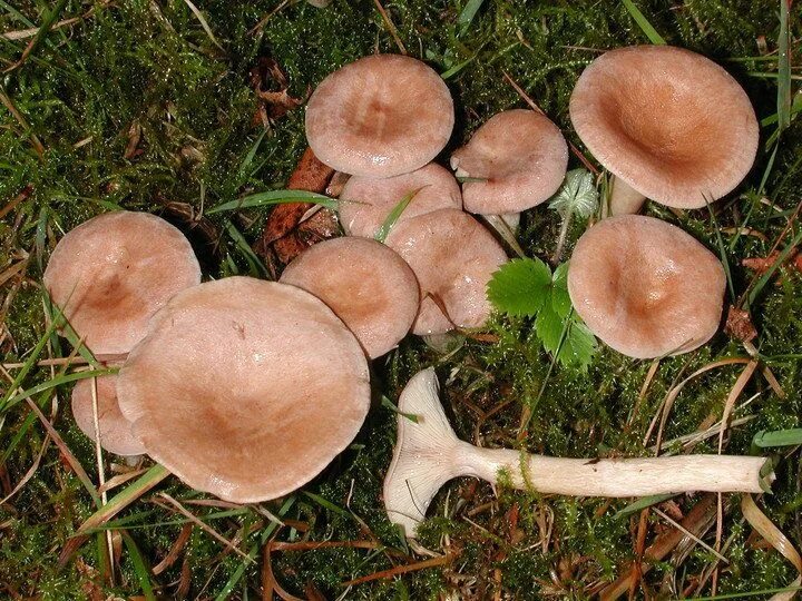 Путики гриб как выглядит Млечник ароматный (Lactarius glyciosmus) фото и описание Stuffed mushrooms, Wild