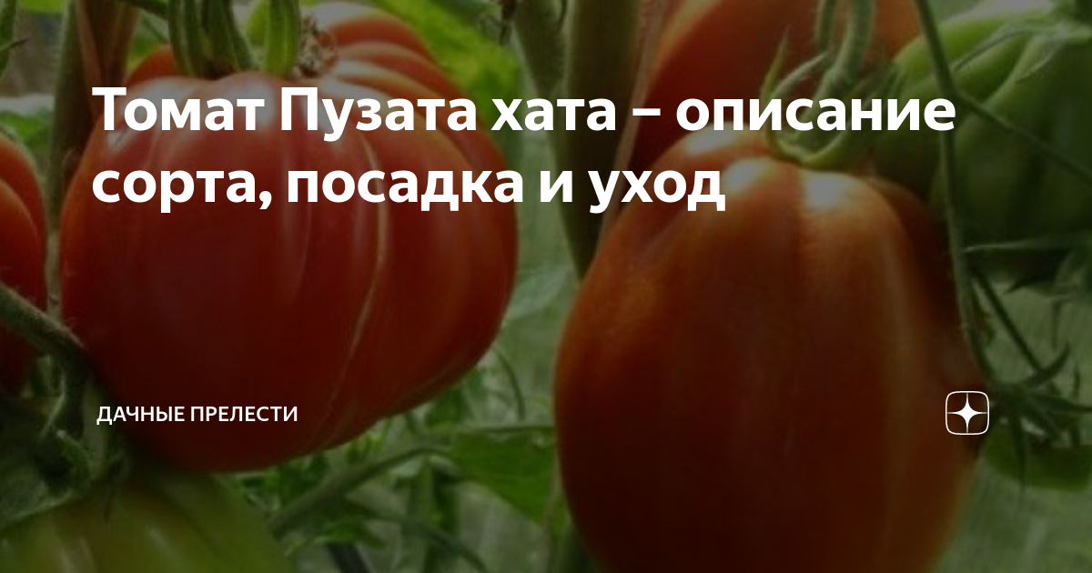 Пузата хата описание сорта фото отзывы Томат Пузата хата - описание сорта, посадка и уход Дачные прелести Дзен