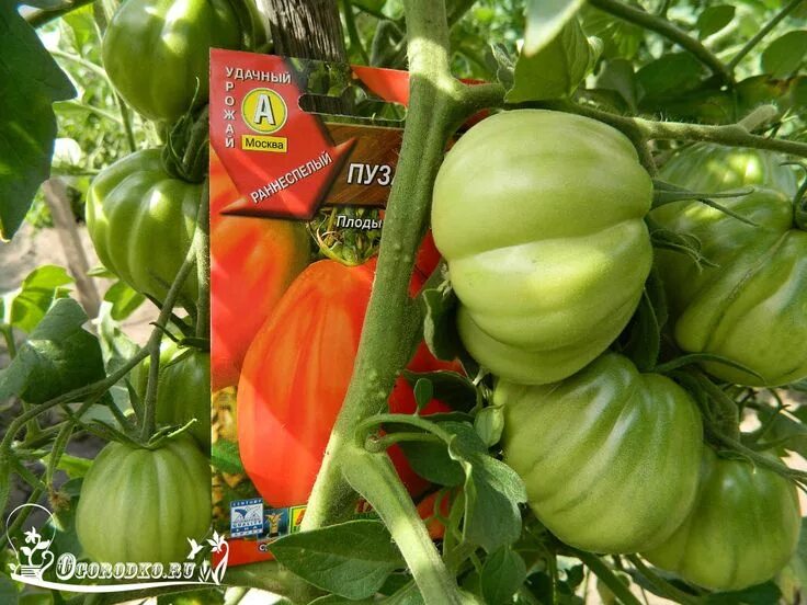 Пузата хата томат фото сорт томатов "Пузата Хата" Stuffed peppers, Tomato, Vegetables