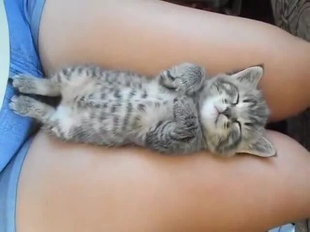 Пузо кота фото small kitten dreaming while he's sleeping on his mom's legs too much cuteness! K